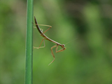 カマキリ